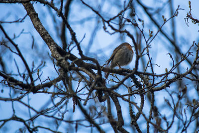 Low angle view of bird perching on tree against sky