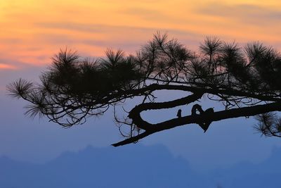 Low angle view of silhouette tree against sky during sunset