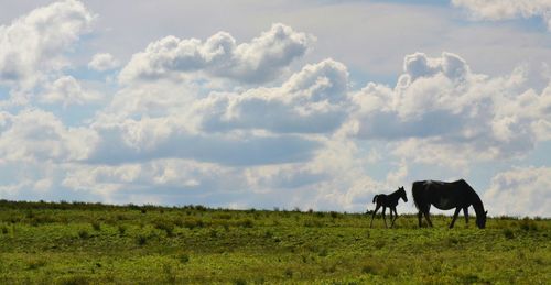 Horses grazing on grassy field against cloudy sky