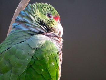 Close-up of parrot perching