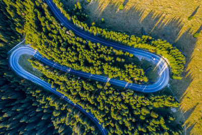 Aerial view of winding road amidst trees in forest