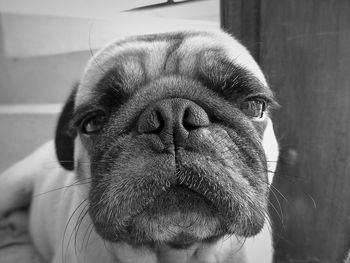 Close-up portrait of a dog