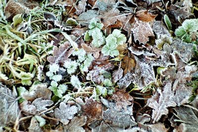 Full frame shot of dry leaves on field