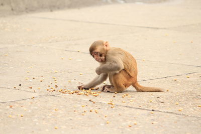 Monkey sitting on footpath