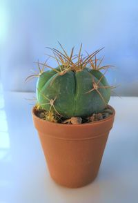 Close-up of cactus plant in pot