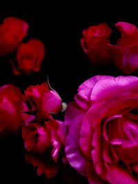 Close-up of pink flowering plant against black background