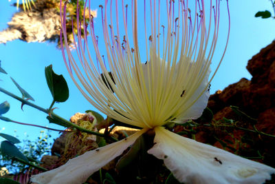 Close-up of plants against blue sky