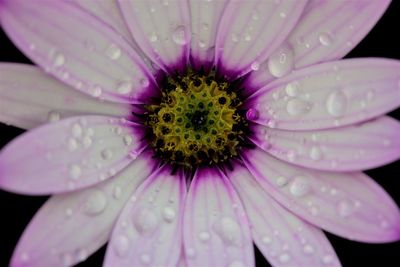 Close-up of pink flower