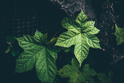 Close-up of green leaves