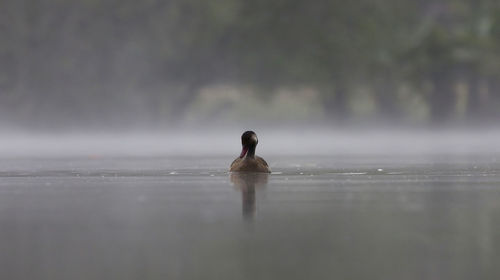 Duck swimming in a lake