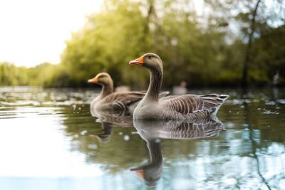 Birds in calm water