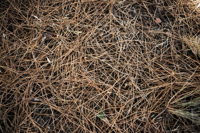 Full frame shot of dry plants on field