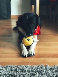 View of dog toy on floor at home