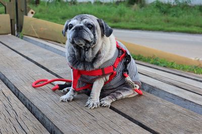 Portrait of dog on boardwalk