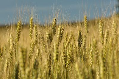 Close-up of wheat field against sky