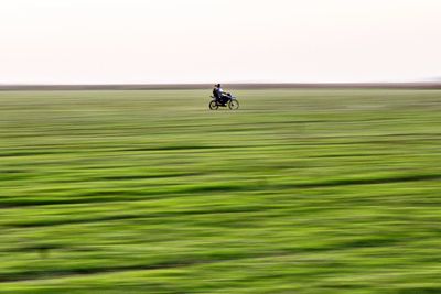 Scenic view of grassy field
