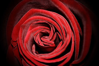 Close-up of red rose