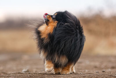 Fluffy dog breed pomeranian stands