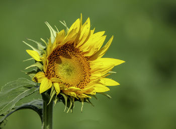 Close-up of wilted sunflower