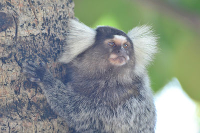 Close-up of meerkat on tree