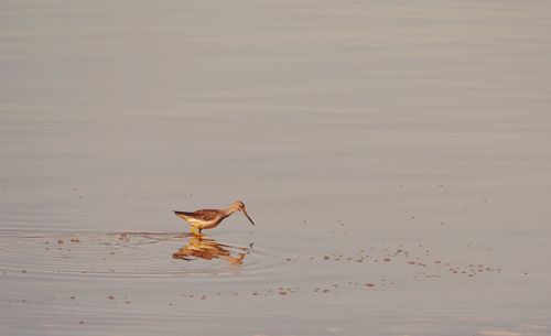 View of birds on beach