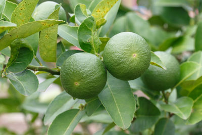 Close-up of fruits on tree