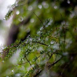 Close-up of raindrops on pine tree