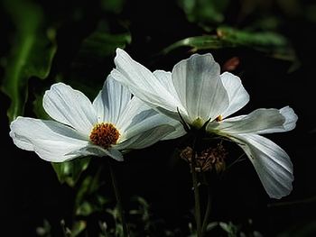 Close-up of white flowers