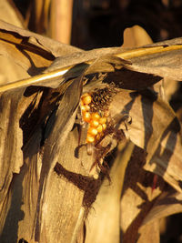 Close-up of corn