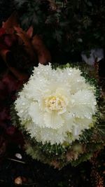 Close-up of white flowers