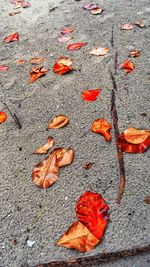 High angle view of maple leaf on autumn