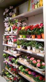 High angle view of flowers in market