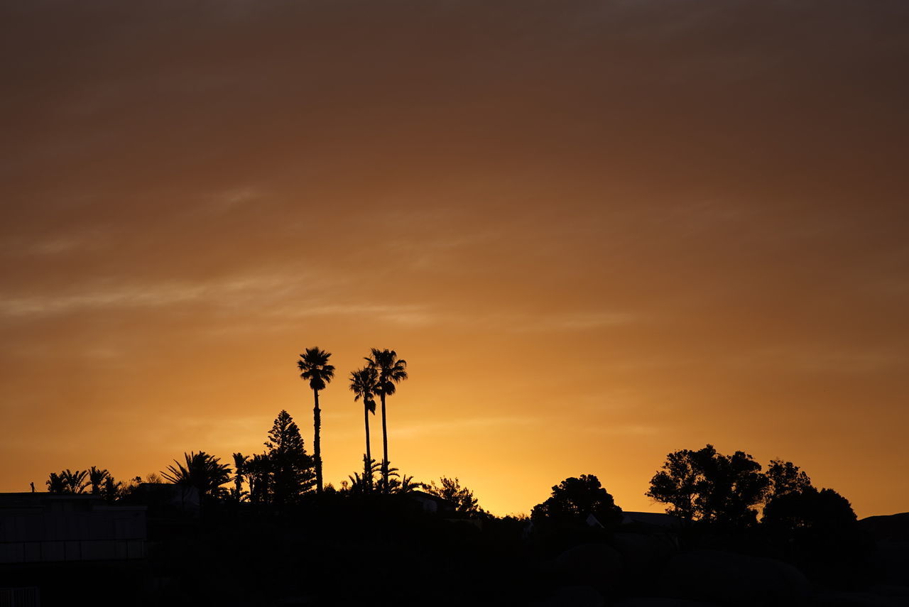 sky, sunset, tree, silhouette, plant, horizon, beauty in nature, dusk, nature, scenics - nature, cloud, tranquility, afterglow, palm tree, tranquil scene, landscape, environment, no people, evening, orange color, sun, tropical climate, copy space, sunlight, land, idyllic, outdoors, dramatic sky, travel destinations, back lit, non-urban scene, growth, backlighting, twilight, outline