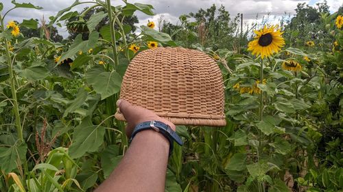 agriculture