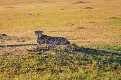 Cat lying on grass