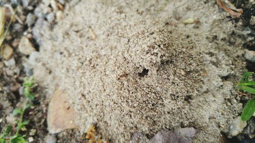 Close-up of rocks