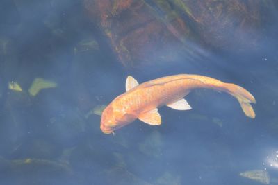 High angle view of fish swimming in sea