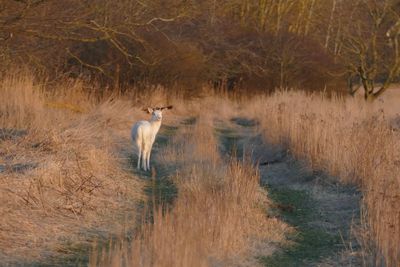 View of sheep in a field