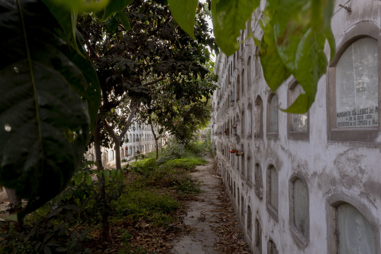 plant, architecture, tree, nature, no people, built structure, day, building exterior, green color, growth, outdoors, the way forward, building, leaf, transportation, city, direction, road, plant part, focus on foreground