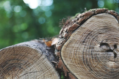 Close-up of cropped tree stumps