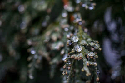 Close-up of snow on tree during winter