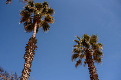 Low angle view of palm tree against clear blue sky