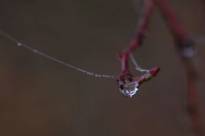 Close-up of water drop on twig