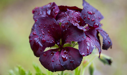 Close-up of wet purple flower