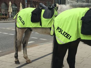 Side view of cropped police horses