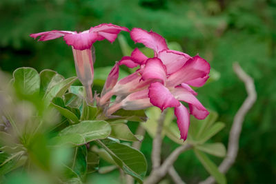 Close-up of pink flowering plant