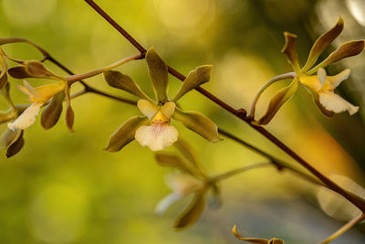 Close-up of flowering plant