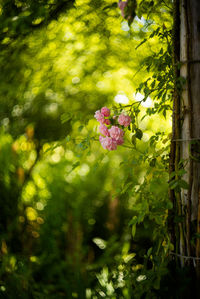 Close-up of flowers growing on tree