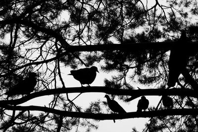 Low angle view of bird perching on tree