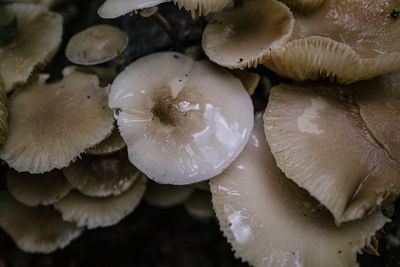 High angle view of mushrooms growing on plant